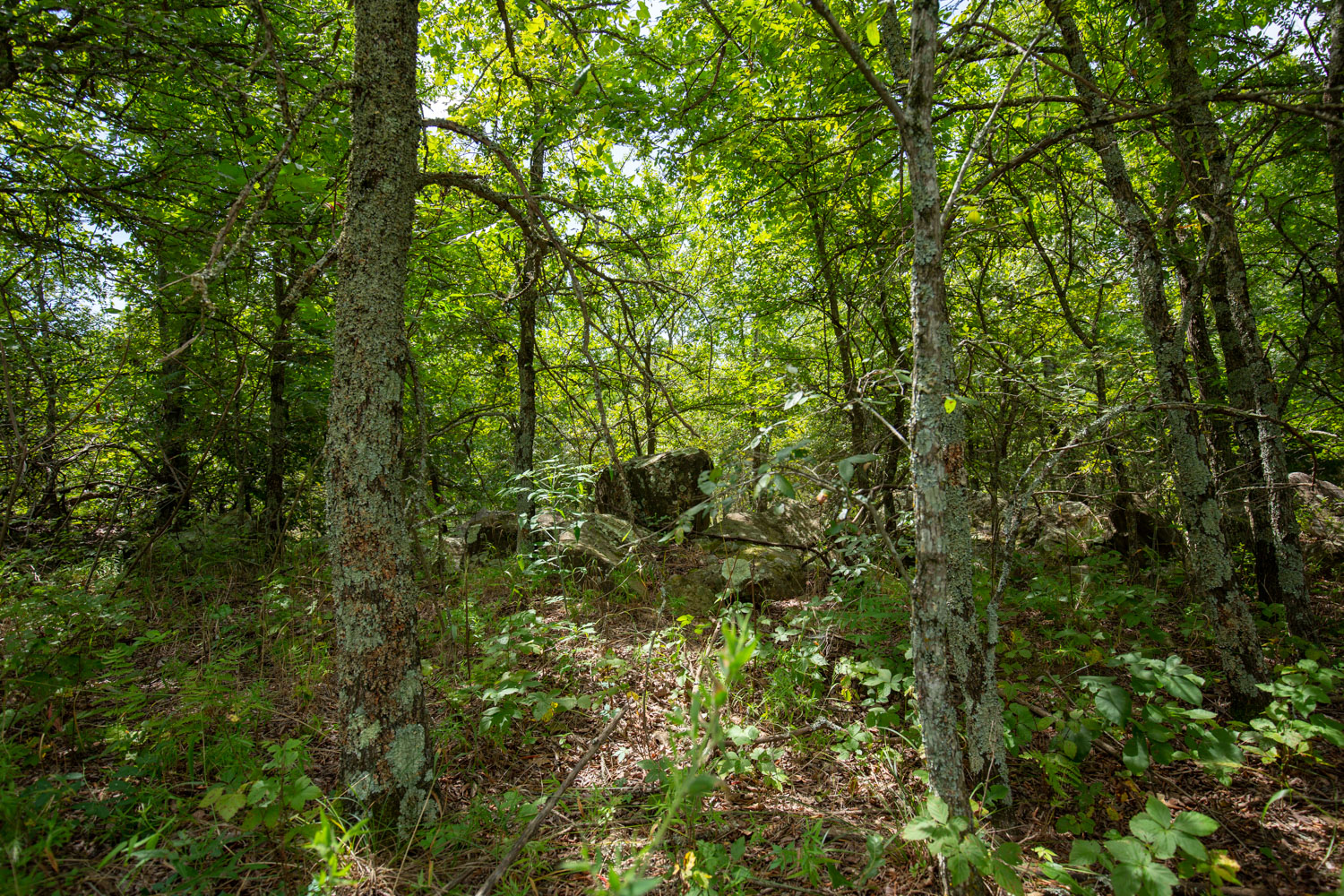 Tract 40 at Timber Ridge in McIntosh County, Oklahoma