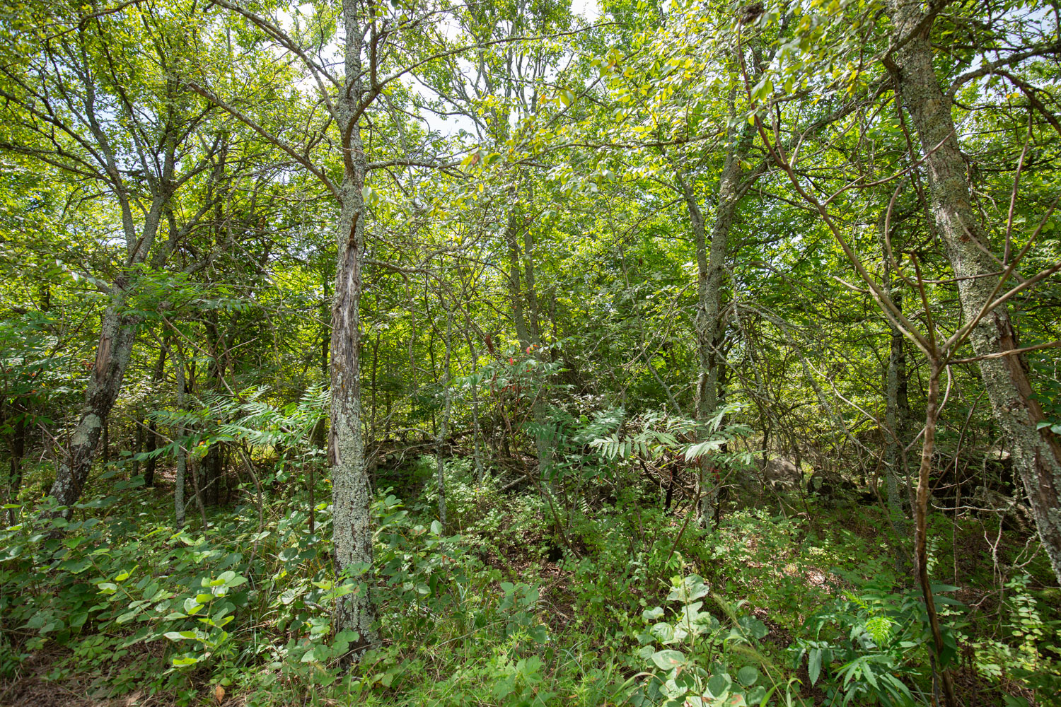 Tract 43 at Timber Ridge in McIntosh County, Oklahoma