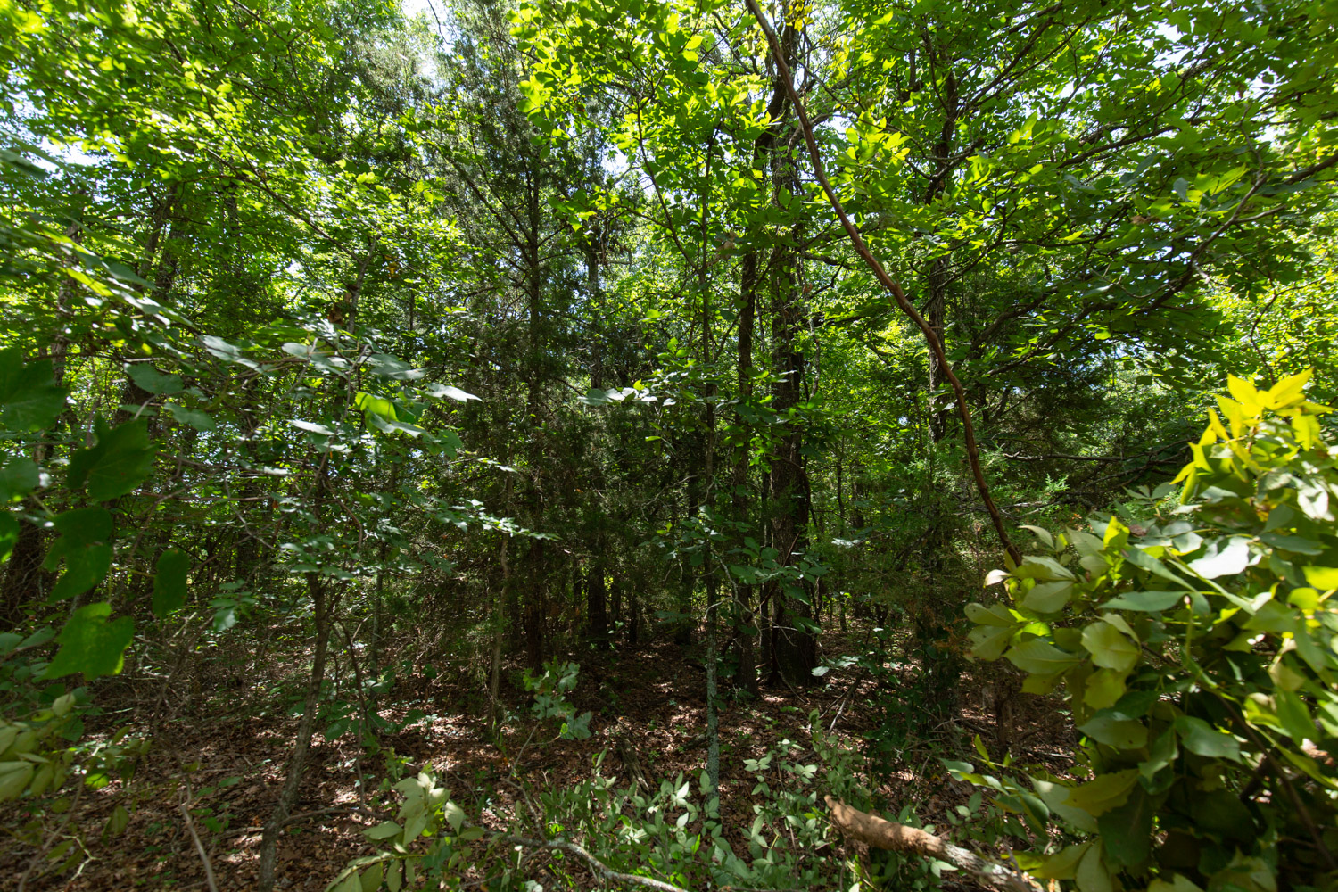 Tract 45 at Timber Ridge in McIntosh County, Oklahoma