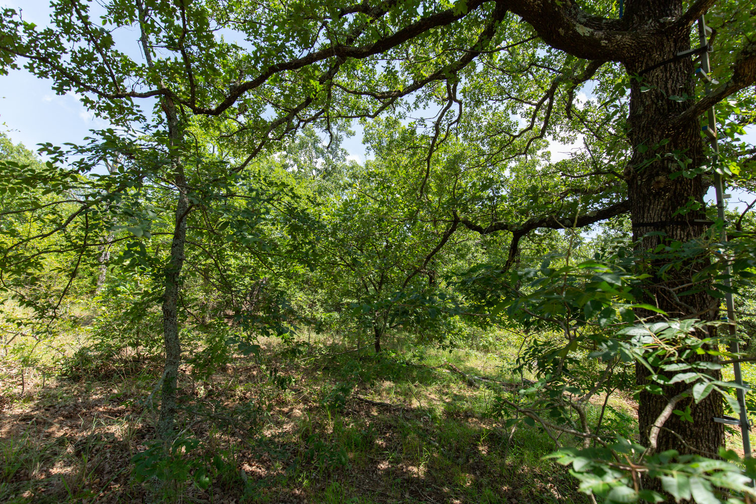 Tract 46 at Timber Ridge in McIntosh County, Oklahoma