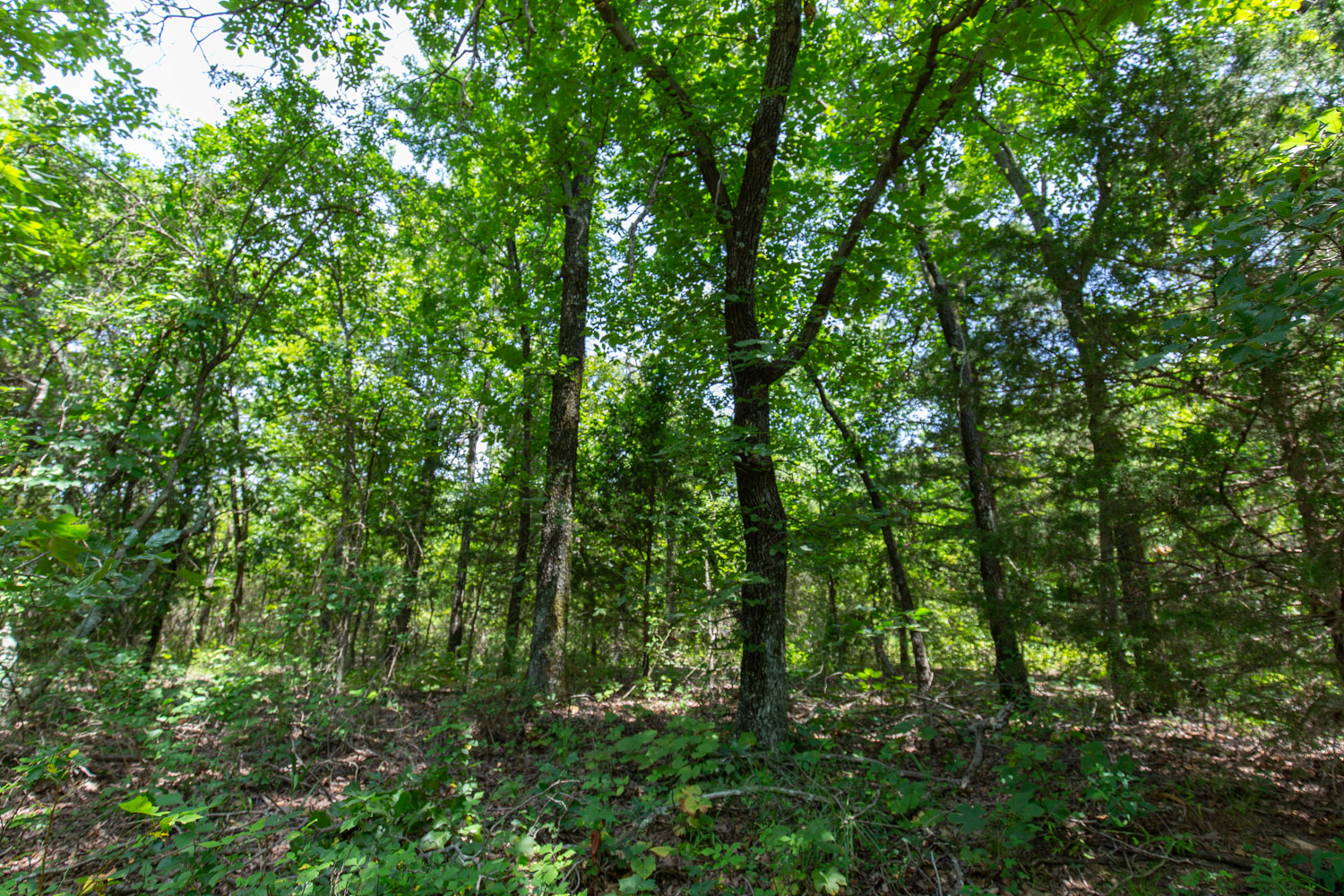 Tract 52 at Timber Ridge in McIntosh County, Oklahoma