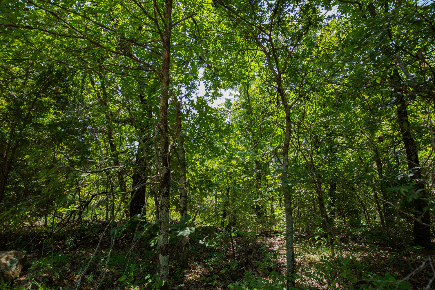 Tract 58 at Timber Ridge in McIntosh County, Oklahoma