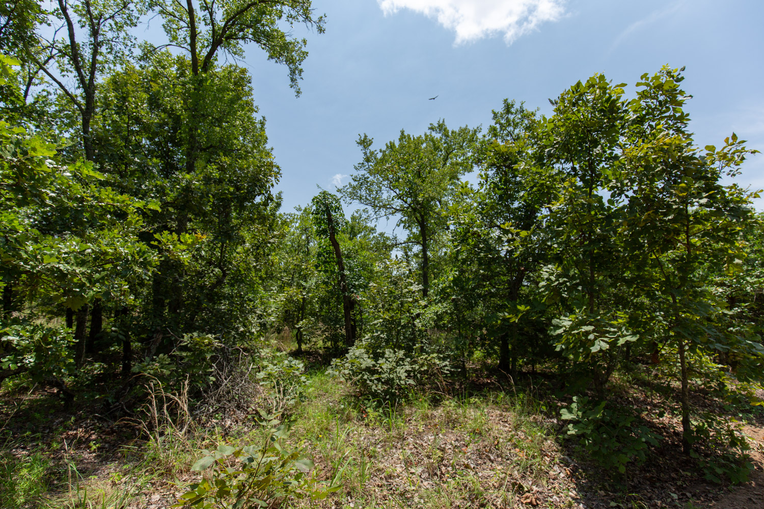 Tract 61 at Timber Ridge in McIntosh County, Oklahoma